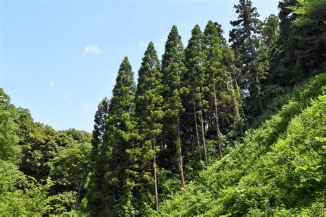 杉樹種類|スギ（杉）の種類（原種、品種）